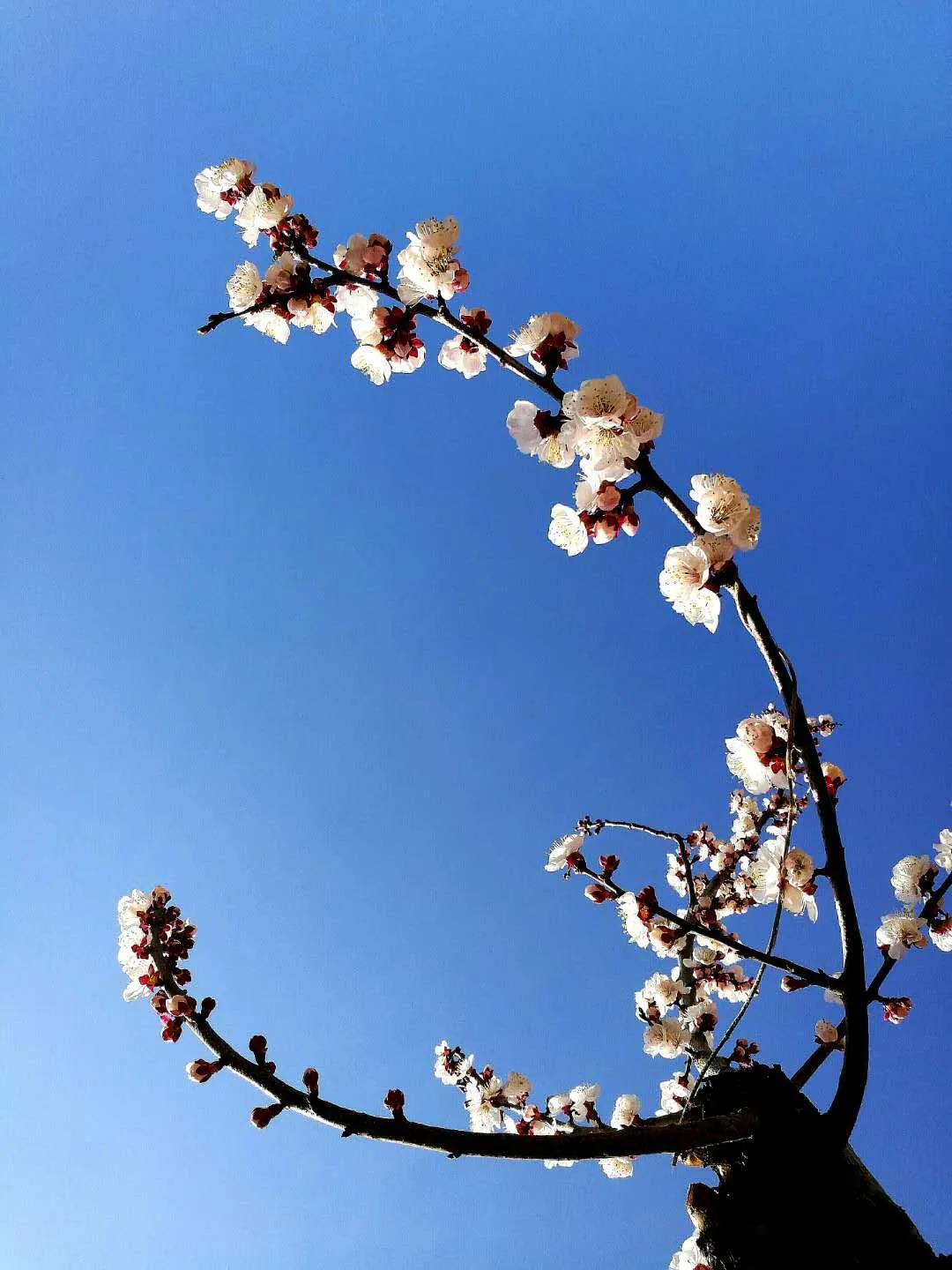 1586065280409693.jpg 1586065280409693.jpg