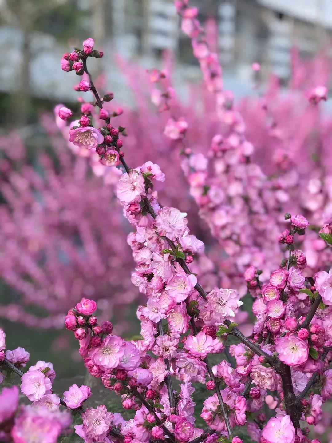 1586067127793199.jpg 1586067127793199.jpg