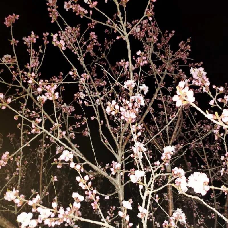 1586067387835802.jpg 1586067387835802.jpg