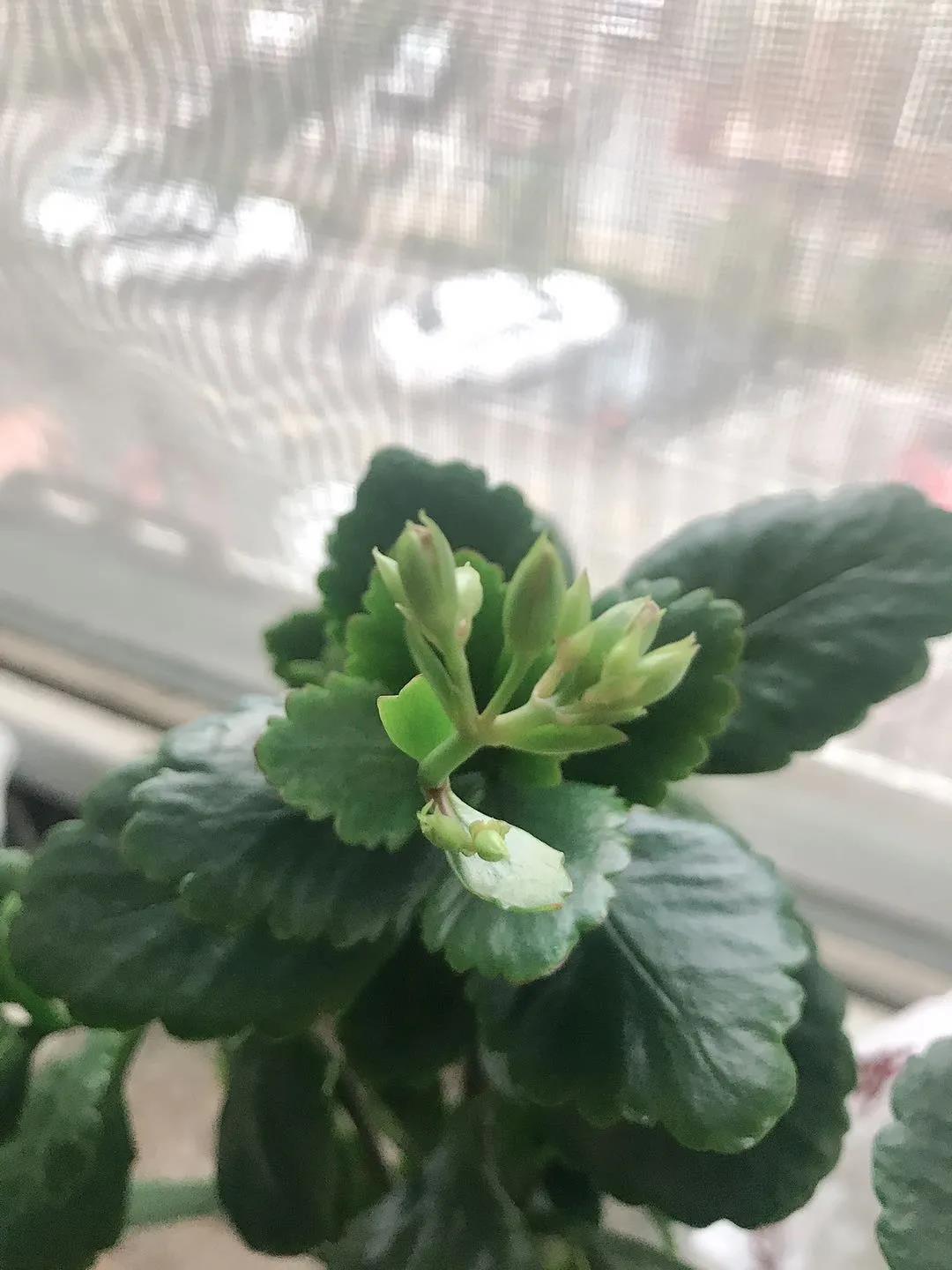 1586067672737423.jpg 1586067672737423.jpg